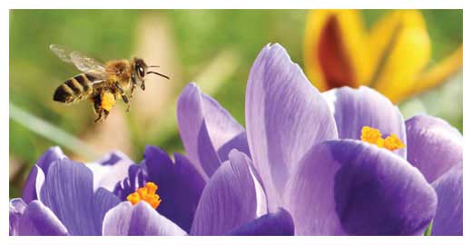 Quality Beekeeping Supplies Brisbane, Australia