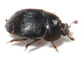 HiveBeetle